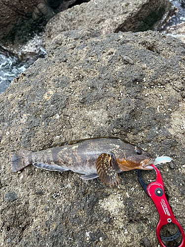 アイナメの釣果