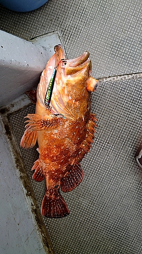 ウッカリカサゴの釣果