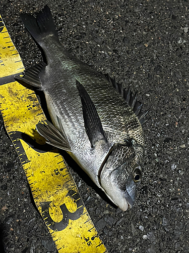 チヌの釣果