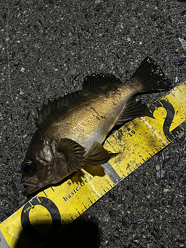 メバルの釣果