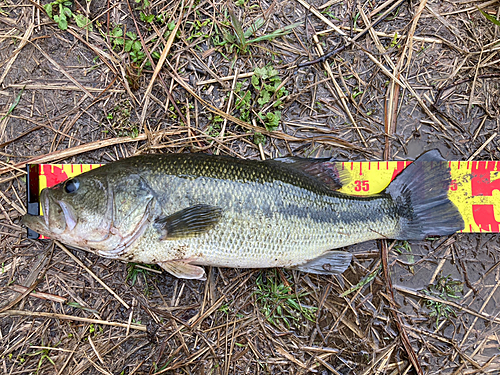 ブラックバスの釣果