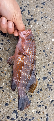 オオモンハタの釣果