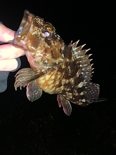 カサゴの釣果