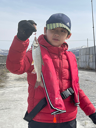 ウグイの釣果