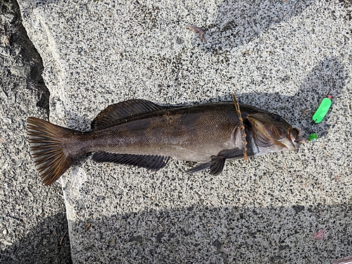 アイナメの釣果