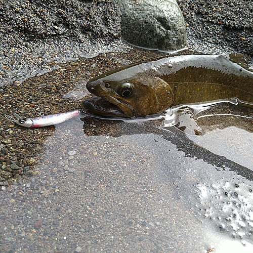 イワナの釣果