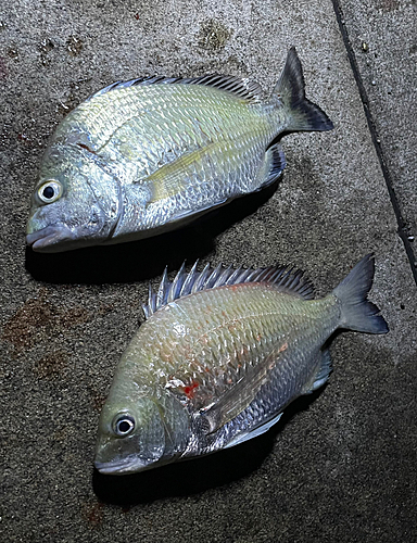 ナンヨウチヌの釣果