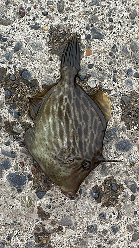 カワハギの釣果