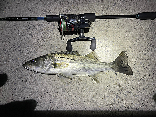 シーバスの釣果