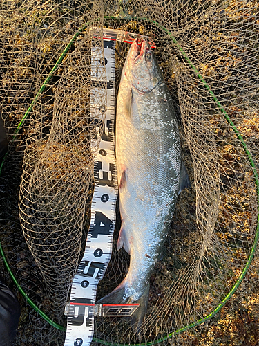 サクラマスの釣果