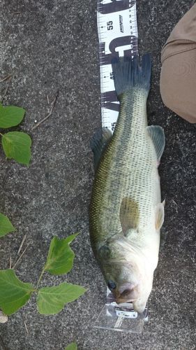 ブラックバスの釣果