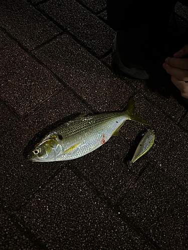 コノシロの釣果