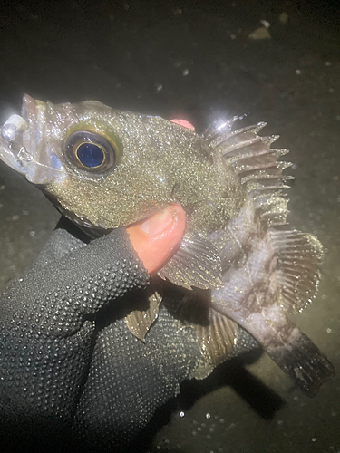 シロメバルの釣果