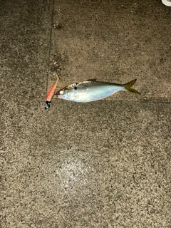 コノシロの釣果