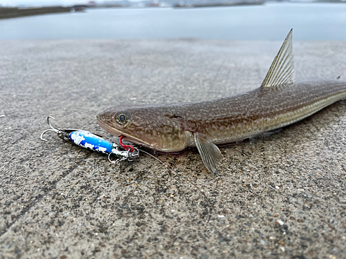 エソの釣果