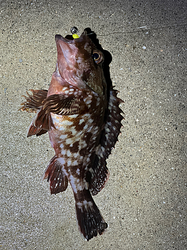 ガシラの釣果