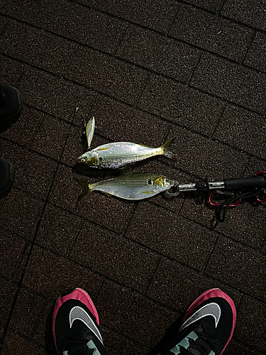 コノシロの釣果