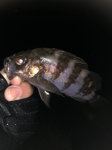 アオメバルの釣果