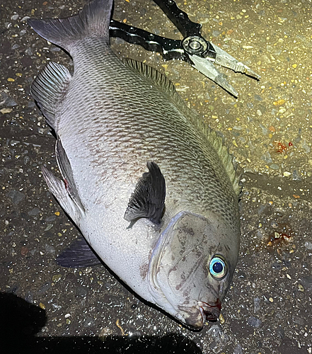 メジナの釣果