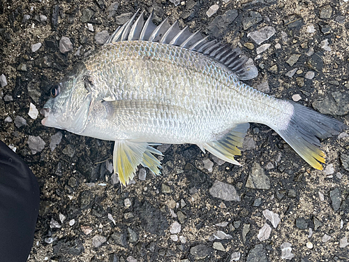 キビレの釣果