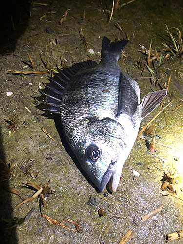 クロダイの釣果