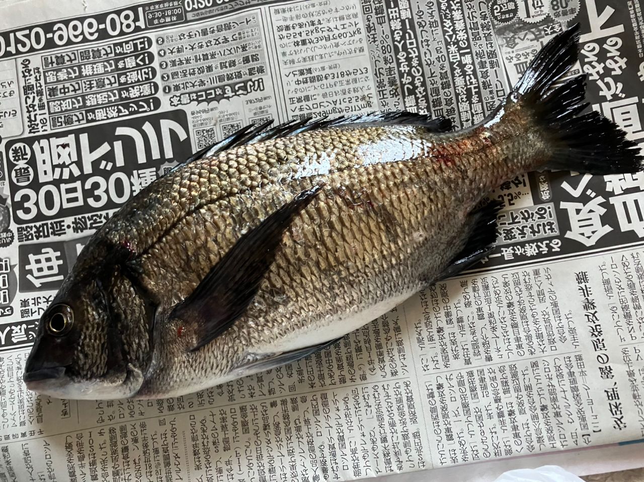 クロダイ