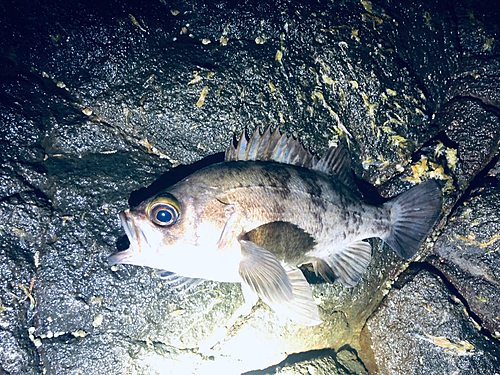 シロメバルの釣果