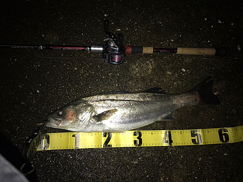 シーバスの釣果