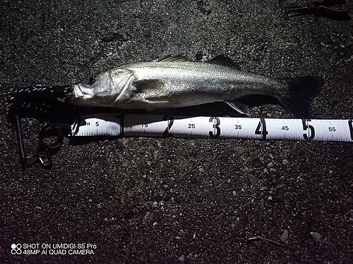 スズキの釣果