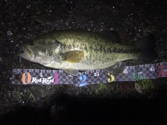 ブラックバスの釣果