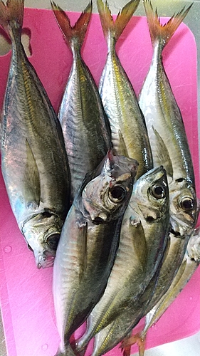 アオアジの釣果