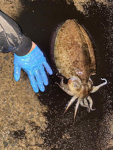 コウイカの釣果