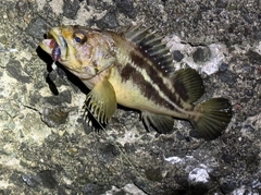 シマゾイの釣果