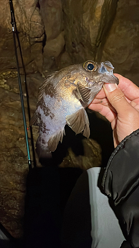 クロメバルの釣果