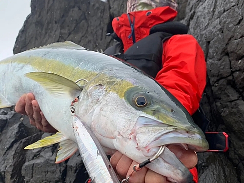 ヒラマサの釣果