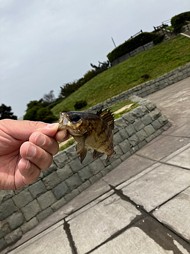 ウミタナゴの釣果