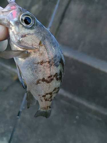 タケノコメバルの釣果