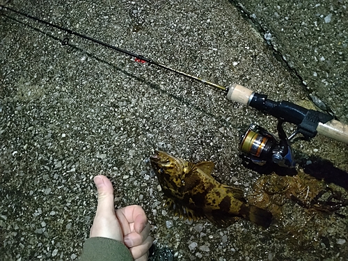 タケノコメバルの釣果