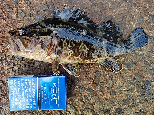 タケノコメバルの釣果