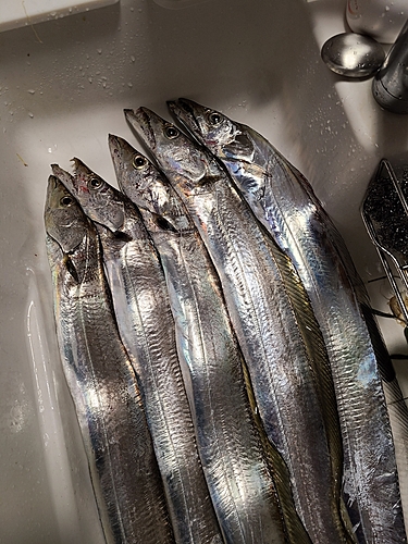 タチウオの釣果