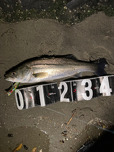 シーバスの釣果