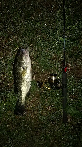 ブラックバスの釣果