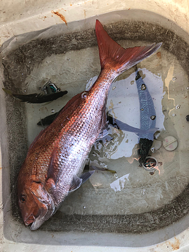 マダイの釣果