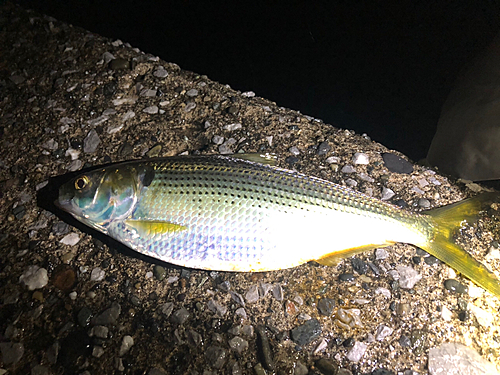 コノシロの釣果