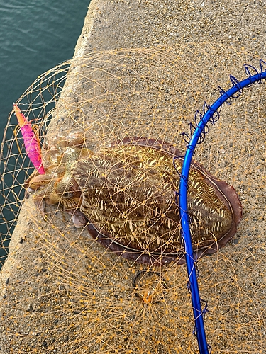 モンゴウイカの釣果