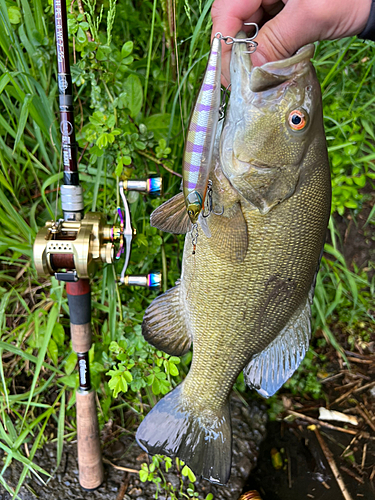 スモールマウスバスの釣果