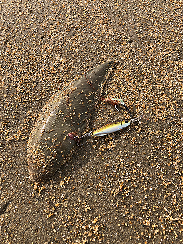 シタビラメの釣果