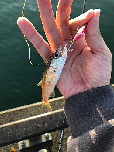 クロムツの釣果