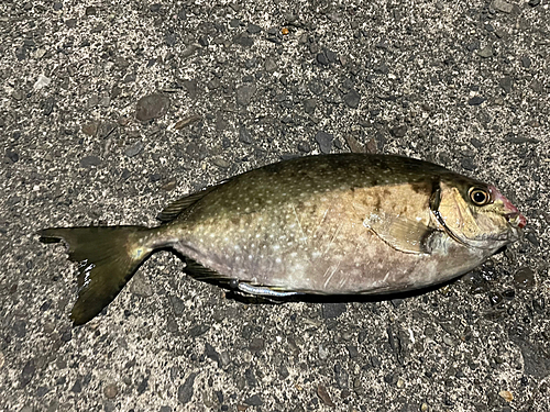 アイゴの釣果