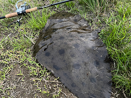 ツバクロエイの釣果